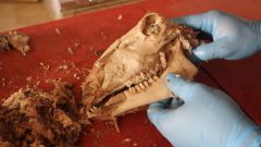 Denizli’de Efsane Sokak Lezzeti Kelle Söğüş Yedim